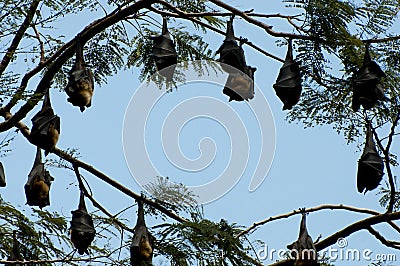 Megabats circle - Sri Lanka