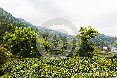 Meijiawu tea garden