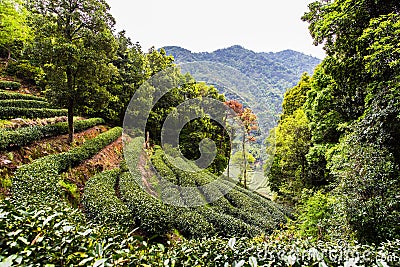 Meijiawu tea garden