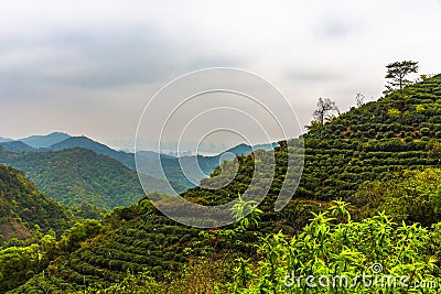 Meijiawu tea garden