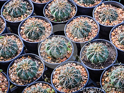 Melocactus plants