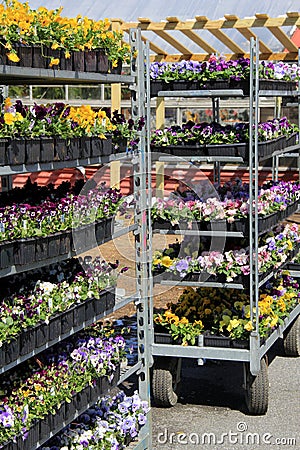 Metal shelves filled with flats of colorful flowers