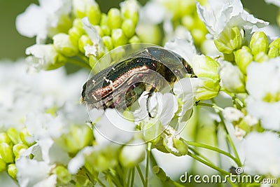 Metallic beetle