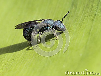Metallic Sweat Bee on Green Leaf