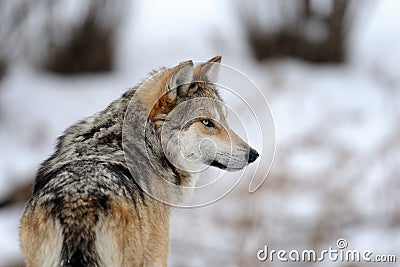 Mexican gray wolf