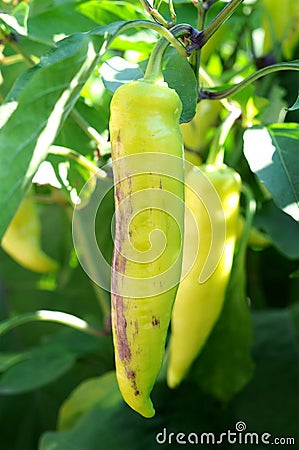 Mexican pepper