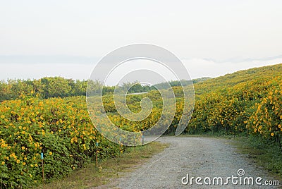 Mexican Sunflower in Reclamation Field