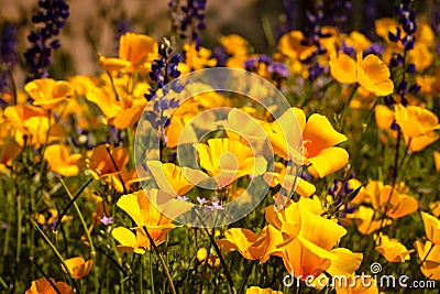 Mexican Yellow Poppies