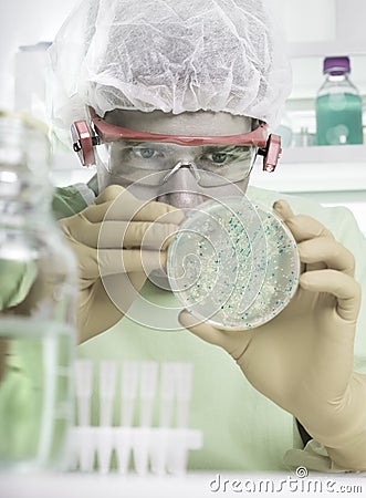 Microbiologist works with bacterial colonies