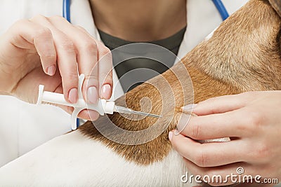 Microchip pet implant