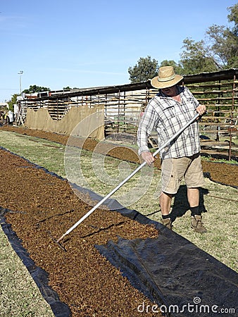 Middle-aged Man Working On Dried Fruit Property.