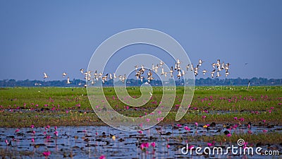 Migration of birds flying