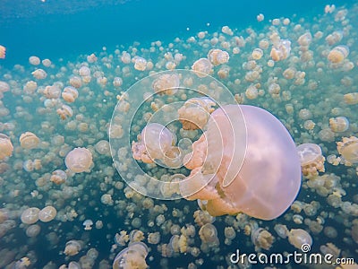 Migration Of Golden Jellyfish In Jellyfish Lake