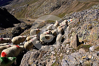 Migration of sheep