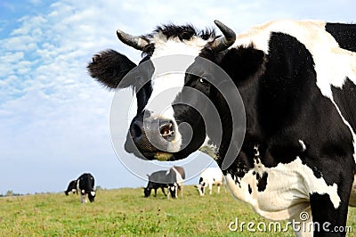 Milch cow on green grass pasture