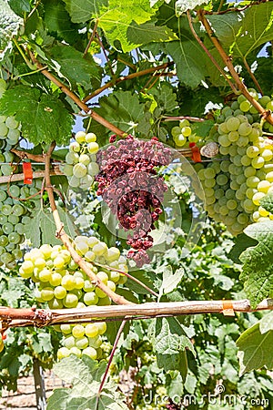 Mildew parasite infected vines and grapes.