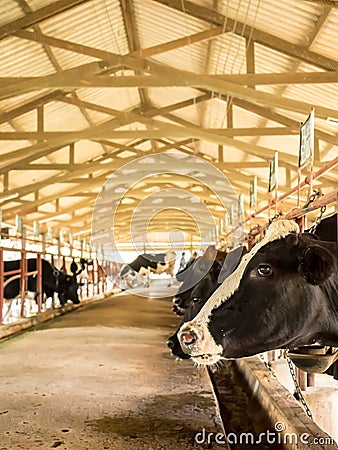 Milk cow cattle in farm for food industry, Thailand