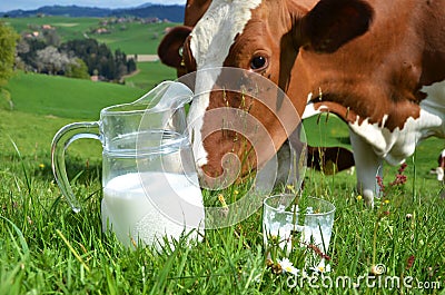 Milk and cow