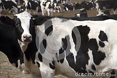 Milk dairy cows