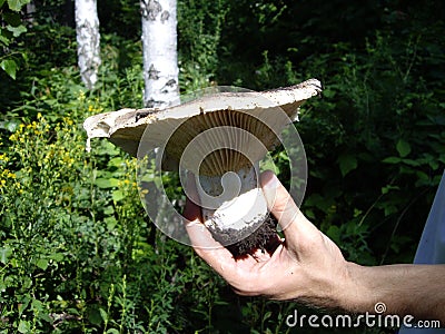 Milk mushroom and hand of mushroomer in Russian typical forest