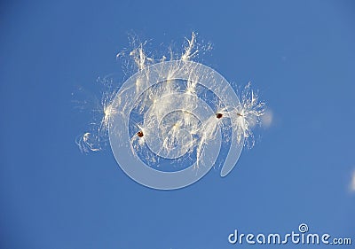 Milk weed seeds floating blue sky background