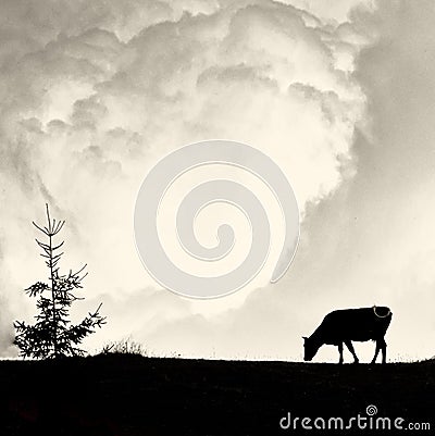 Milky clouds - alone cow and pine silhouette on vintage film sty