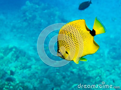 Millet seed Butterfly Fish