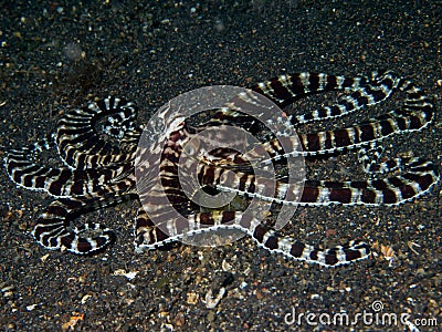 Mimic Octopus