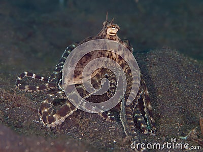 Mimic octopus