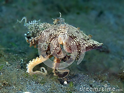 Mimic octopus