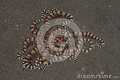 Mimic octopus