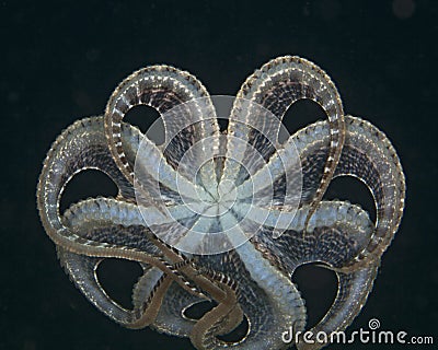 Mimic Octopus, underside view