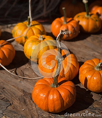 Mini Pumpkins