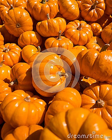Mini Pumpkins in a Bunch