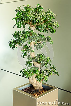 Miniature ficus tree - bonsai Japanese traditional art