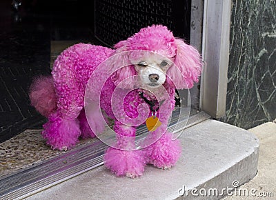 Miniature Pink Poodle in Doorway