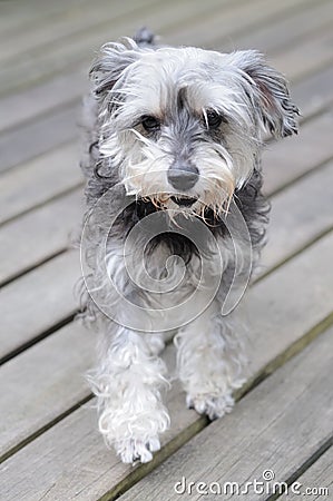 Miniature Schnauzer dog