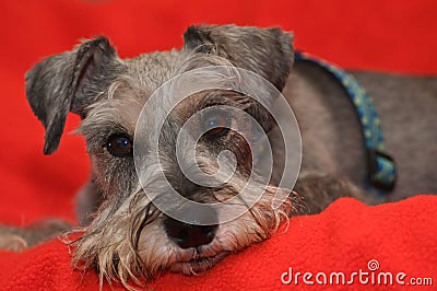 Miniature schnauzer dog laying on red blanket
