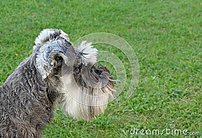 Miniature schnauzer side profile dog