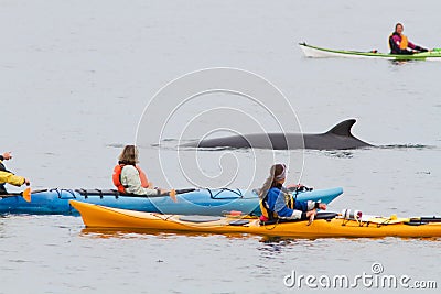 Minke whale and kayaks