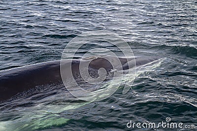 Minke whale s head pop up on the surface of the water