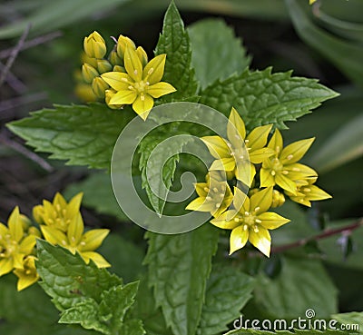 Mint and garlic flower