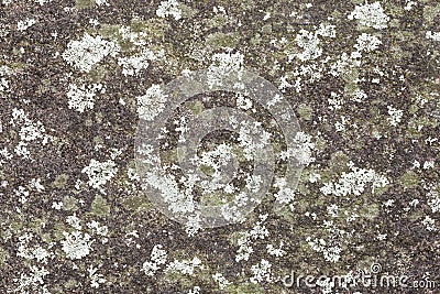 Mint and Green Colored Lichen on a Grey Rock Wall