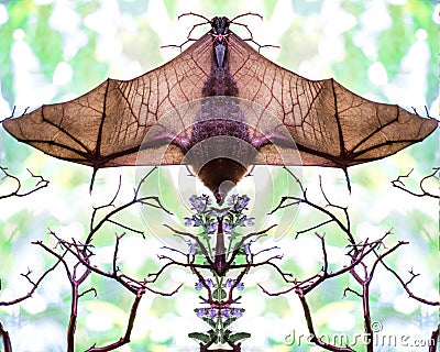 Mirror image of a bat hanging upside with wings spread