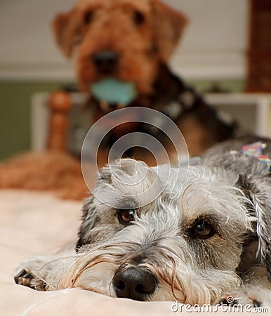 Miserable small dog wants squeaky toy