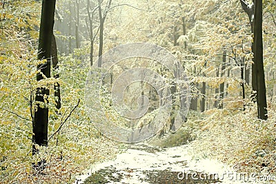 Misty fall forest walk with first snow