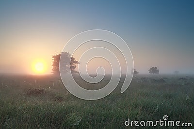 Misty sunrise over summer marsh