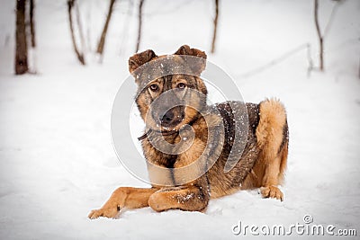 Mixed breed dog on the snow
