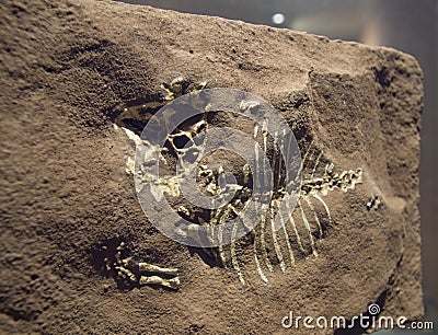 dinosaur bones in ground