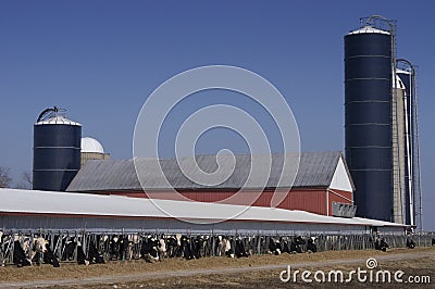 Modern Wisconsin Dairy Farm and Milk Cows